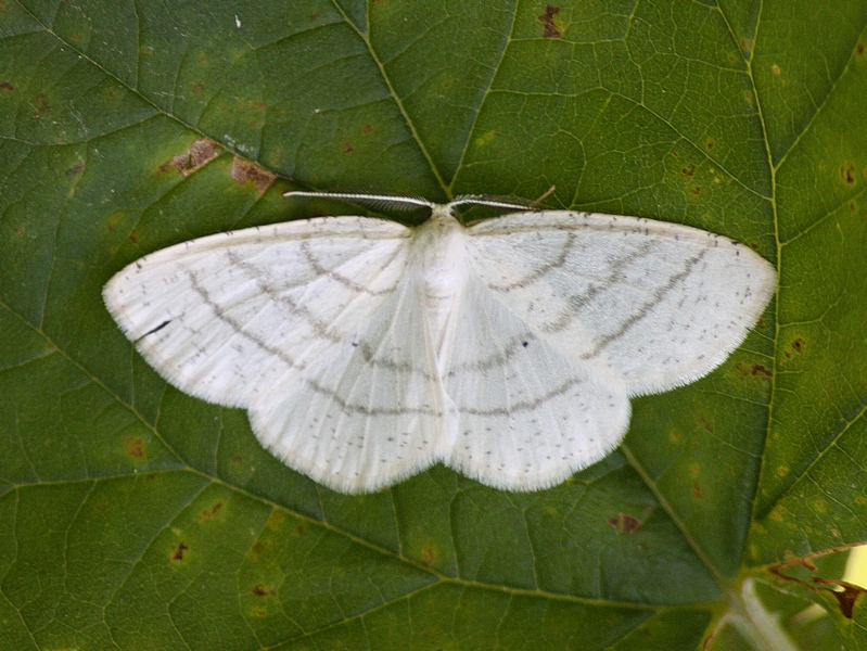 Aiuto ID geometridae